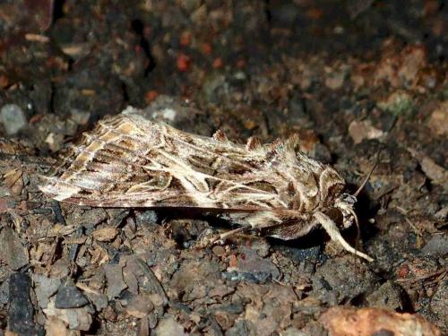 Réf. 220 882 : Spodoptera litura